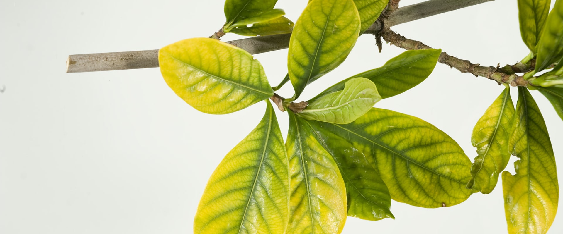 Nutrient Deficiencies: Causes, Symptoms, Diagnosis, and Treatment