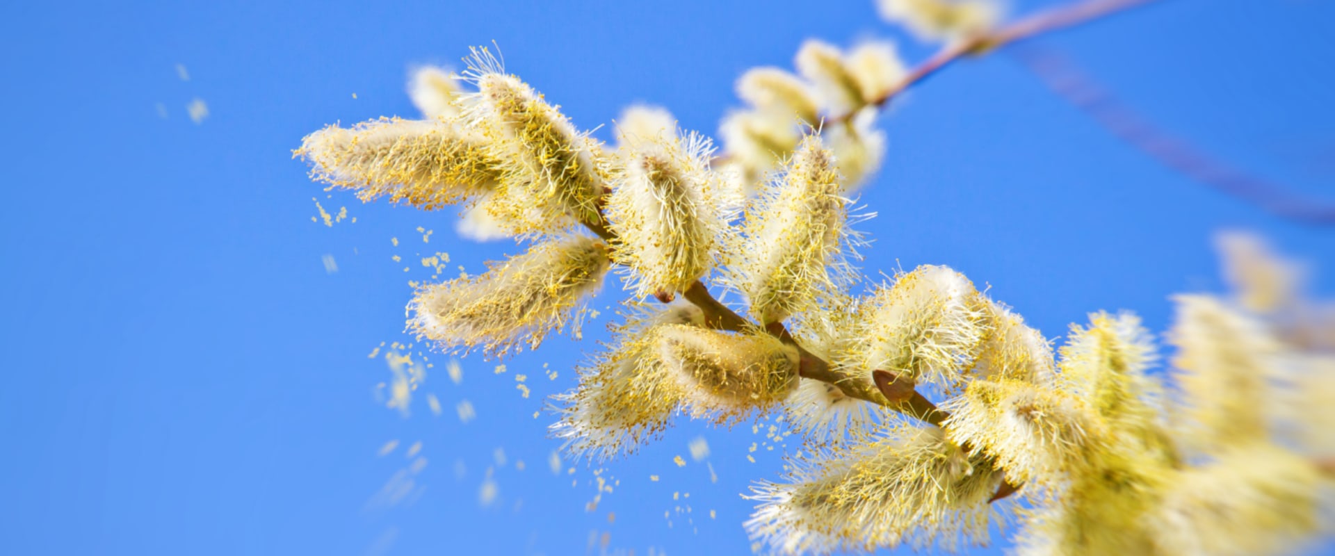 Understanding Allergies: Causes, Symptoms, and Treatment