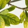 Nutrient Deficiencies: Causes, Symptoms, Diagnosis, and Treatment