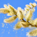 Understanding Allergies: Causes, Symptoms, and Treatment