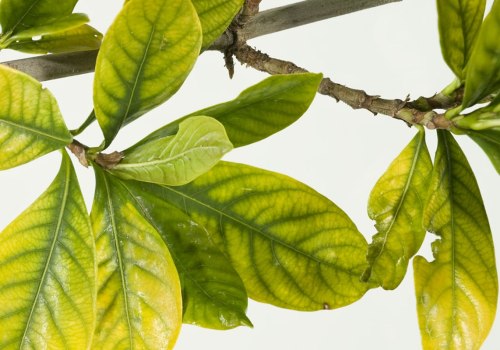 Nutrient Deficiencies: Causes, Symptoms, Diagnosis, and Treatment