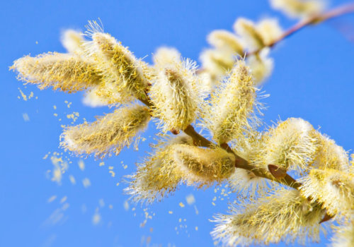 Understanding Allergies: Causes, Symptoms, and Treatment